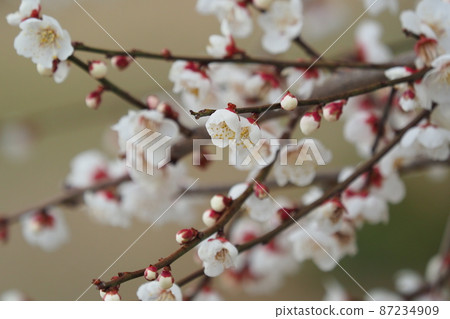 Authentic Dazaifu plum Authentic Dazaifu plum 87234909