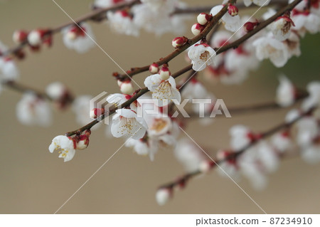 Authentic Dazaifu plum Authentic Dazaifu plum 87234910