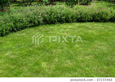 green lawn of peat lawn illuminated by sunny spring light in backyard with flower bed and blossoms, natural eco friendly background on theme of gardening and parks landscape with copy space. 87235468