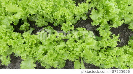 Green lettuce in the garden in the greenhouse. Growing lettuce and vegetables on a farm in a greenhouse in the summer. Agriculture and healthy food concept. Green lettuce in the garden in the greenhouse. Growing lettuce and vegetables on a farm in a greenhouse in the summer. Agriculture and healthy food concept. 87235996
