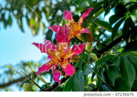 flowers of floss silk tree on a blurred natural background 87236876
