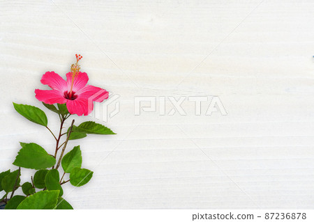 Wood grain material and hibiscus 87236878