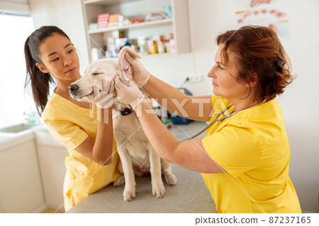 Women veterinary workers cares of dog in clinic 87237165
