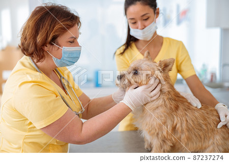 Dog visiting vet for regular check up in clinic 87237274
