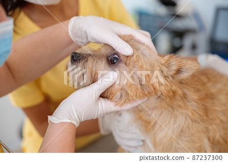 Female veterinarian inspecting eyes of dog in clinic Female veterinarian inspecting eyes of dog in clinic 87237300