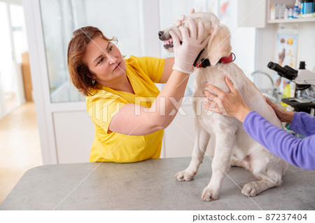Photo of routine examination of dog at doctor office Photo of routine examination of dog at doctor office 87237404