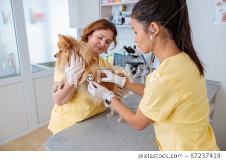 Female vet conducting medical exam of dog in doctor office Female vet conducting medical exam of dog in doctor office 87237419