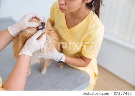 Female vet examining cute pet on table in doctor office 87237435