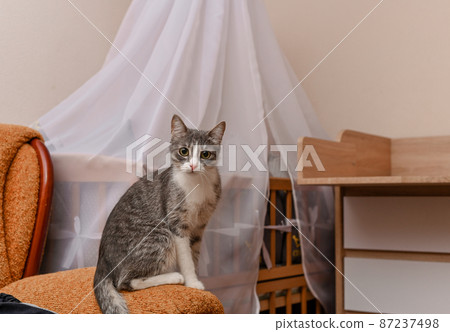 Tabby cat sitting on the couch. High quality photo Tabby cat sitting on the couch. High quality photo 87237498