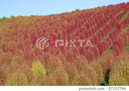 湯澤高原阿爾卑斯村:Kokia 湯澤高原阿爾卑斯村:Kokia 87237784