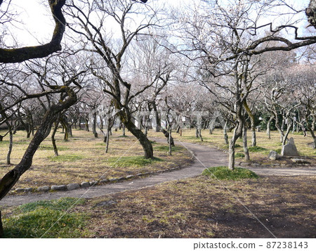 夜房天滿宮梅花（梅花名勝） 87238143