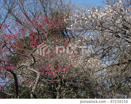 夜房天滿宮梅花（梅花名勝） 87238158