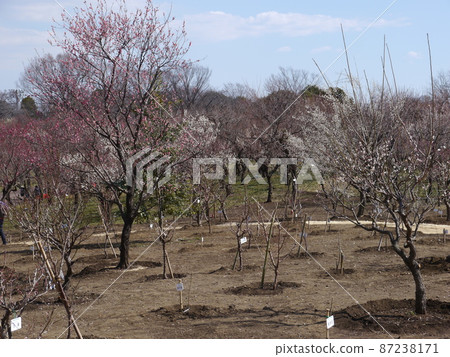 Fuchu City Local Forest Park (a famous place for plum blossoms) Fuchu City Local Forest Park (a famous place for plum blossoms) 87238171