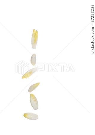 raw organic Belgian or french endives, salad chicory raw organic Belgian or french endives, salad chicory 87238282