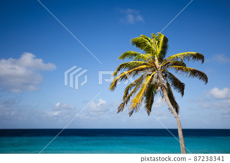 Palm tree on the blue sky and azure sea background. Palm tree on the blue sky and azure sea background. 87238341