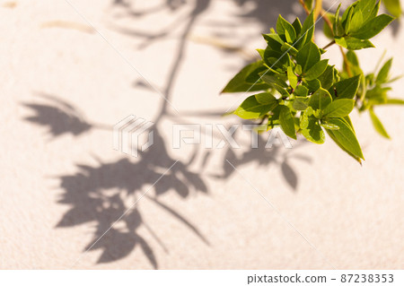 Silhouette of leaves on a light background. Silhouette of leaves on a light background. 87238353