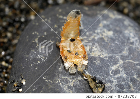 Launched semi-shrimp juvenile shrimp Launched semi-shrimp juvenile shrimp 87238708