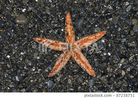 Flotsam Flotsam 87238731