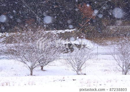 It snows on a plum tree It snows on a plum tree 87238803