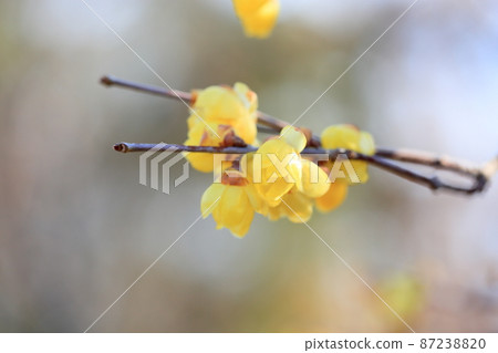 洛白花 洛白花 87238820