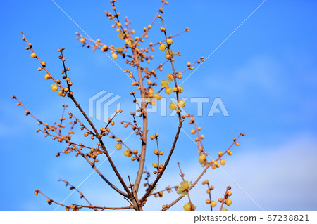 洛白花 洛白花 87238821