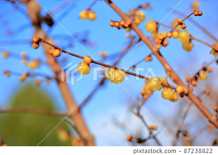 洛白花 87238822