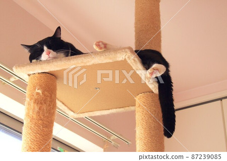 貓在貓樹上放鬆 貓在貓樹上放鬆 87239085