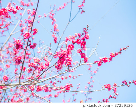 藍天和梅花 87239126