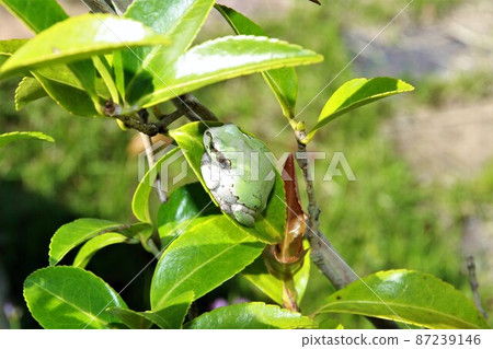 好像還很冷初夏的茶梅蛙 好像還很冷初夏的茶梅蛙 87239146