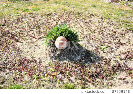 After living in this garden and standing for many years, the floor has risen. After living in this garden and standing for many years, the floor has risen. 87239148