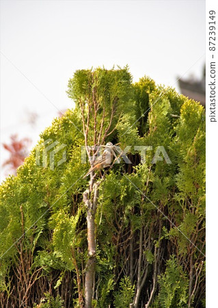Bunting nest making scenery Bunting nest making scenery 87239149