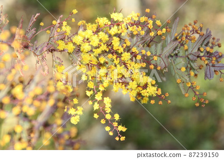 春光中的相思 春光中的相思 87239150