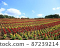  park 87239214