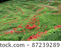 Rice terraces 87239289