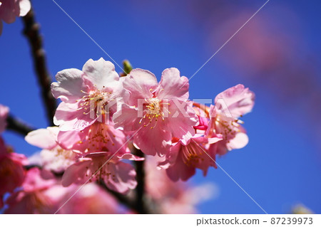 Kawazu-zakura cherry blossoms Kawazu-zakura cherry blossoms 87239973