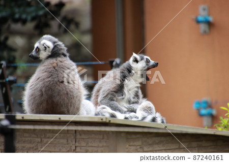 Ring-tailed lemur [at Chiba Zoological Park, Chiba City, Chiba Prefecture] 87240161