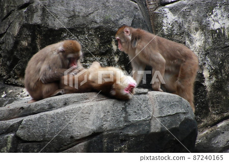 Flea-removing monkey [at Chiba Zoological Park, Chiba City, Chiba Prefecture] 87240165