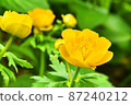禮文島利文金蓮花盛開的花朵 87240212