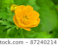 禮文島利文金蓮花盛開的花朵 87240214