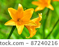Reibunjima Ezokanzo上盛開的花 87240216