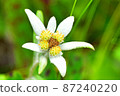 Reibunjima Levenus Yukisou上盛開的花 87240220