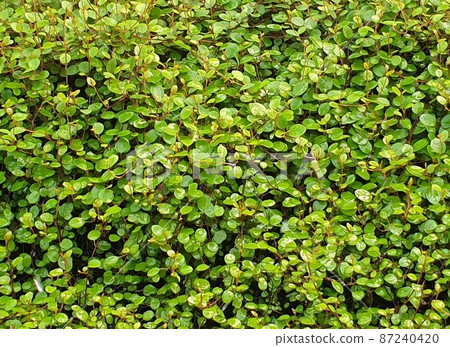 Green Green 87240420