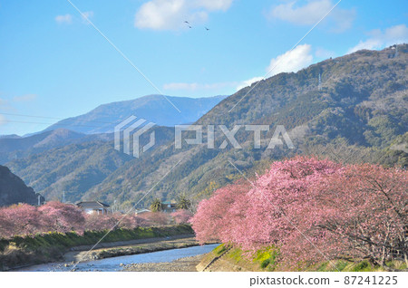 河津櫻花節盛開的河津櫻花和黃色油菜花 河津櫻花節盛開的河津櫻花和黃色油菜花 87241225