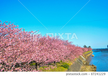 河津櫻花節盛開的河津櫻花和黃色油菜花 河津櫻花節盛開的河津櫻花和黃色油菜花 87241229