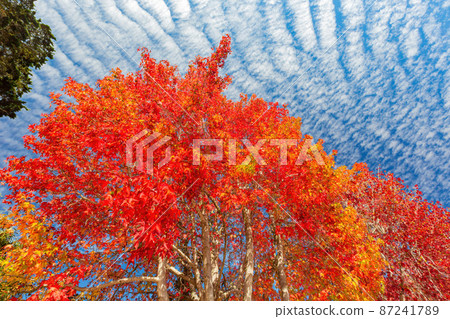 Sunny view of a beautiful maple tree with fall color Sunny view of a beautiful maple tree with fall color 87241789