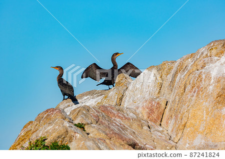 Close up shot of two Double-crested cormorant 87241824