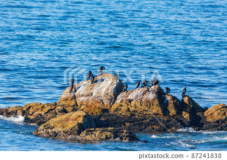 Close up shot of many Double-crested cormorant Close up shot of many Double-crested cormorant 87241838