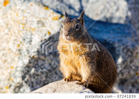 Close up shot of cute squirrel on rock Close up shot of cute squirrel on rock 87241839
