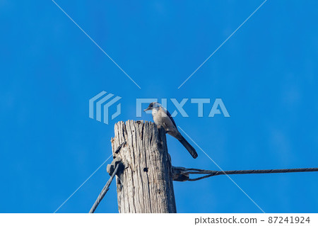 Close up shot of cute Island scrub jay bird 87241924