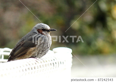 Bulbul perched on a white fence facing right 87242543
